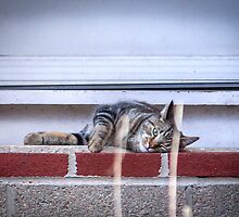 Catnap on the Front Stoop by Mikell Herrick