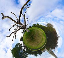 Dead Elm Tree in Brooke Park, Derry by George Row