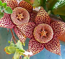 Orbea Variegata by LouJay