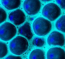 Luminescent Eggs (1of3) by Symbiosis - Justin Brosey