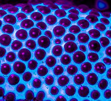 Luminescent Eggs 4 by Symbiosis - Justin Brosey