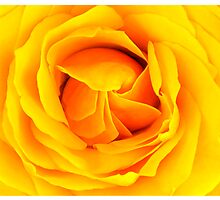 Yellow rose by Arve Bettum