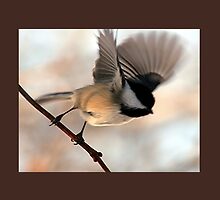 I'll Fly Away by Stephen Thomas