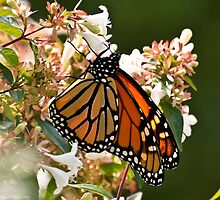 Autumn Monarch Butterfly feeding on Blossoms by Lee Hiller