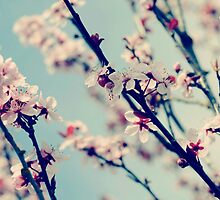 springs bloom~ by Brandi Burdick