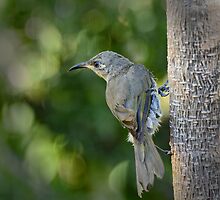 Grey Honeyeater Defying Gravity by GrannyMay