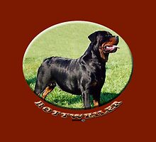 Rottweiler by Matterotica