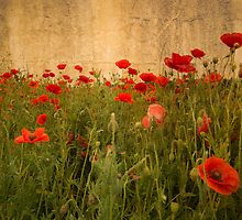 The Great War by Rob Hawkins