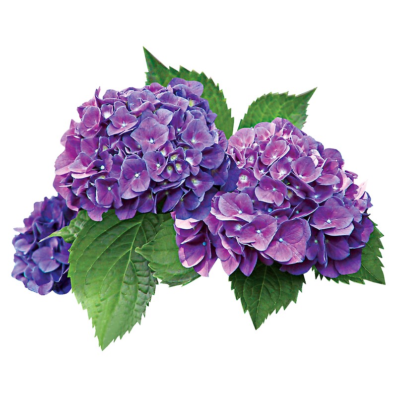 Purple Hydrangeaquot; by Susan Savad  Redbubble