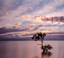Mangrove Tree at Wellington Point by Ann Pinnock