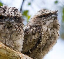 Siblings by byronbackyard