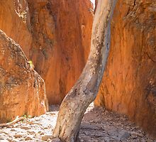 Bathed in the Midday Glow by Linda Lees