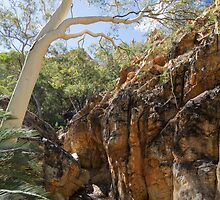 Ghost Gum, Standley Chasm by Linda Lees