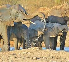 Elephant - Joy of Water - African Wildlife Background by LivingWild
