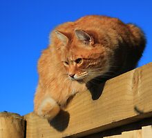Ginger cat sat on garden fence by turniptowers