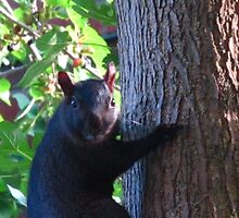 Swearing, squirrel-style by MarianBendeth