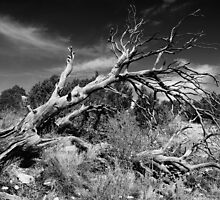Dead Fall by Gary Benson