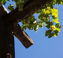 Blue Sky Grape Harvest - Thinking of Fine Wine by Georgia Mizuleva