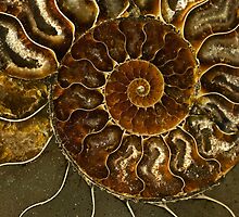 An Ancient Treasure V by JBlaminsky