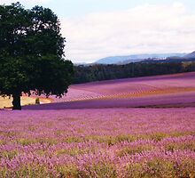 Lavender Farm by Michael John