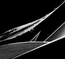 A Delicate Balance by Laurie Minor