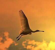 Spoonbill Stork - Sunset Flight of Color - African Wild Birds by LivingWild