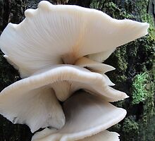 Australian Bio-luminescent fungi by Fungiphile