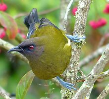 I'm Not Enjoying The Competition - Bellbird - NZ by AndreaEL