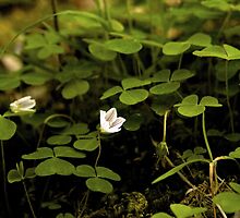 Wood Sorrel, Ness Woods, County Derry by George Row