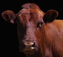 Cow Out Of The Dark by Gary Benson