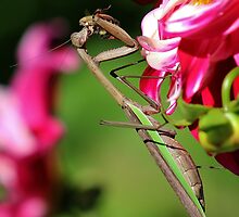 Praying Mantis Eating a Bee by Gilda Axelrod
