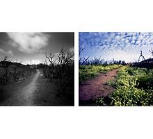 From destruction grows a garden of the soul: Photographs by J. M. Golding by J. M. Golding