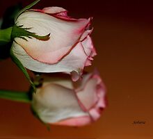 Who is the Fairest? by Rosemary Sobiera