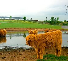 Hielan Coo Fold by Tom Gomez