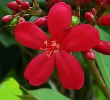 MY SERIES OF BEAUTIFUL CAPTURED FLOWERS-1 by ✿✿ Bonita ✿✿ ђєℓℓσ