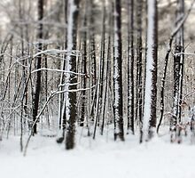 Snowy Woods by Debbra Obertanec