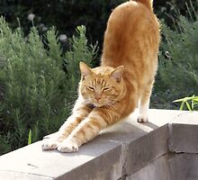 Life is good by Lynn Starner