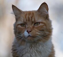 Not Happy about Posing by Barry Doherty