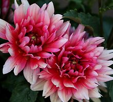 Pink Dahlias by Gilda Axelrod