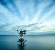 Mangrove Tree at Wellington Point by Ann Pinnock