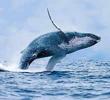 Breaching Humpback Whale by Paul Wolf