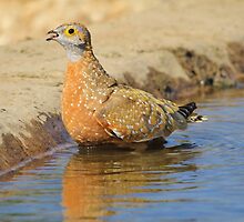 Burchell's Sand-grouse - Life Quenching Water by LivingWild