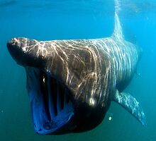 Basking shark by BravuraMedia