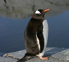 Gentoo Penguin by BravuraMedia