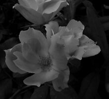 Country Roses-BW by PicsbyJody