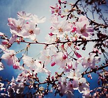 Cherry blossom by laifalove