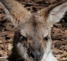 Red-necked Wallaby Portrait by Margaret Saheed