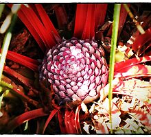 The Aloe Flower Bud. by Malcolm Chant