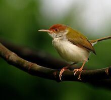 Tailorbird - Sri Lanka by David Clark