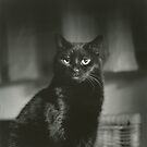 Portrait of black cat square black and white analogue medium format film Hasselblad  photograph by edwardolive